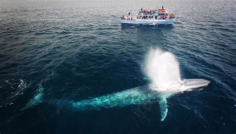 Blue Whale Migration Spring/Summer 2023 - $20 Cruise Special