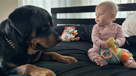 Unexpected Rottweiler's Reaction to Baby's Toy | You Won't Believe It ...