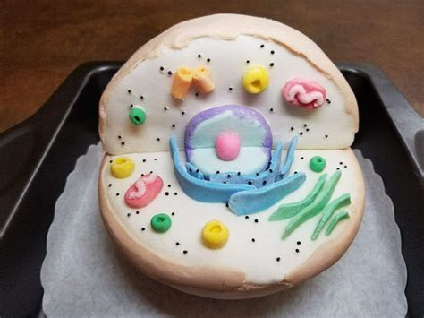 Edible Animal Cell Model Cake