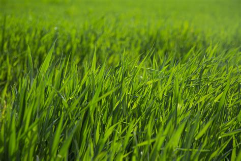 Green Grass Free Stock Photo - Public Domain Pictures