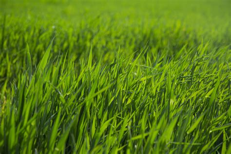 Green Grass Free Stock Photo - Public Domain Pictures