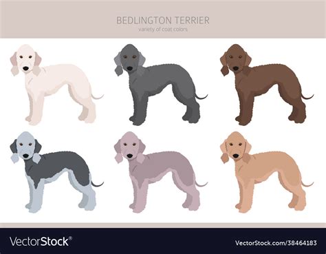 Bedlington terrier clipart different coat colors Vector Image