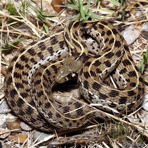 Marcy's Checkered Gartersnake - Thamnophis marcianus marcianus