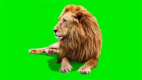 green screen animals free download - alina-penaz