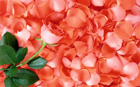 Pink Rose and Rose Petals