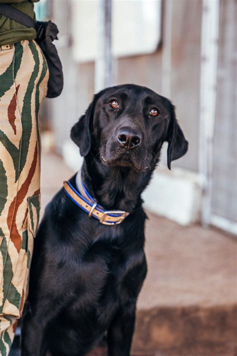 K9 Unit — Conservation South Luangwa