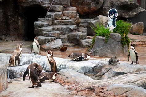 Escape the Jungle of Tokyo at Japan's Top Zoos | Tokyo Weekender