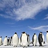 March of the Penguins 2 Photos and Details | POPSUGAR News