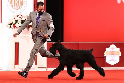 Giant Schnauzer Wins Best in Show at the AKC National Dog Show