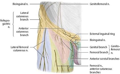 Inguinal Nerve Distribution