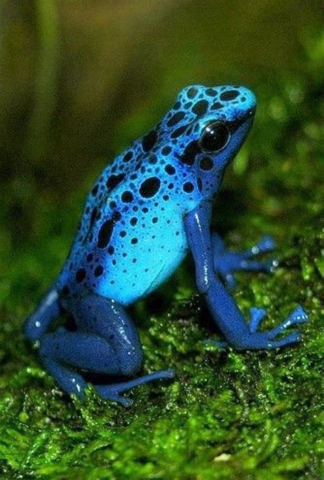 Pin by Kamuela on Reptiles & Amphibians | Rainforest animals, Rare animals, Dart frog