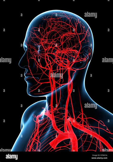 Head and neck arteries, artwork Stock Photo - Alamy