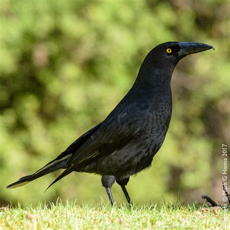 Mark's Tasmanian Bush Blog: Black Currawong