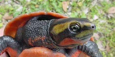 Save the Alabama Red Bellied Turtle NOW! | Tortoise turtle, Turtle, Tortoises