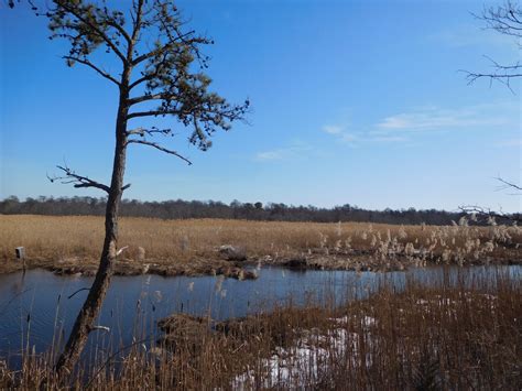 Wertheim National Wildlife Refuge, Long Island | Julie Journeys