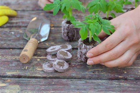 Start Tomatoes From Seed - organicgardentips.com