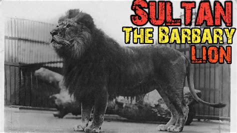 True Story of Sultan -The Largest Barbary Lion in Hindi। Facts Phylum ...