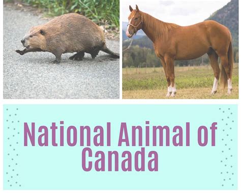 Canadian National Animal