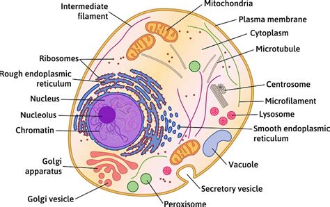 Differences between plant and animal cells - Overall Science