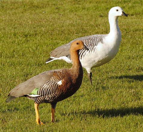 Upland Goose Chloephaga picta DSC_2538 | Upland geese (Chloe… | Flickr