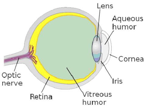 Cross Section Of The Human Eye