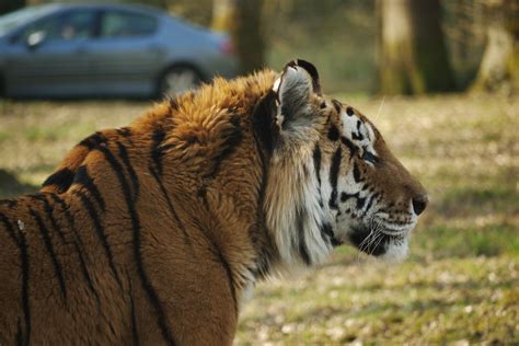 Tiger at Longleat Safari Park | Longleat zoo, Animal articles, Safari park