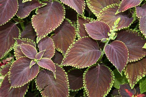 Common coleus | plant | Britannica