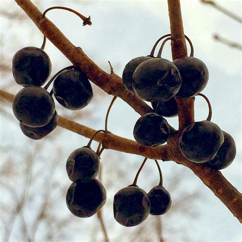 Chokeberries | C'est ma vie!