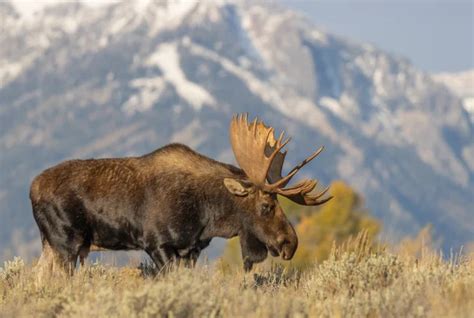 Wildlife in Grand Teton National Park - What You'll See