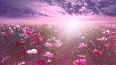 Pink flower Wallpaper 4K, Cosmos, Sunrise, Garden, Sky view