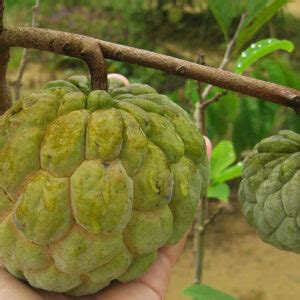 Rare Fruit Seeds For Sale! | Seeds Del Mundo