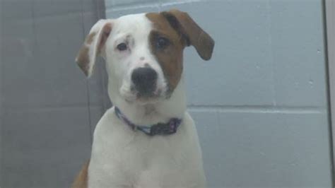 Oklahoma City animal shelter reopens for adoptions, limited intake ...