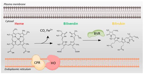 Biomolecules | Free Full-Text | Neuroprotective Roles of the Biliverdin Reductase-A/Bilirubin ...