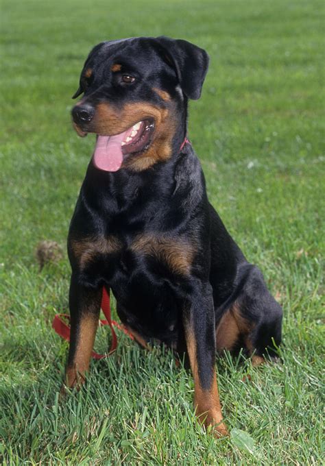 Female Rottweiler Photograph by Jeanne White