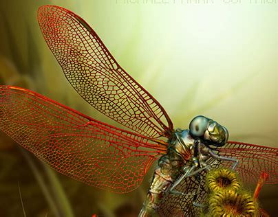 Anisoptera on Behance