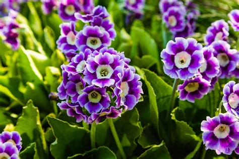 Ultimate Guide to Auricula Flowers (Primula auricula) - Petal Republic