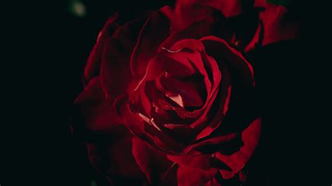 Closeup View Dark Red Rose Petals Flower Black Background 4K HD Flowers ...