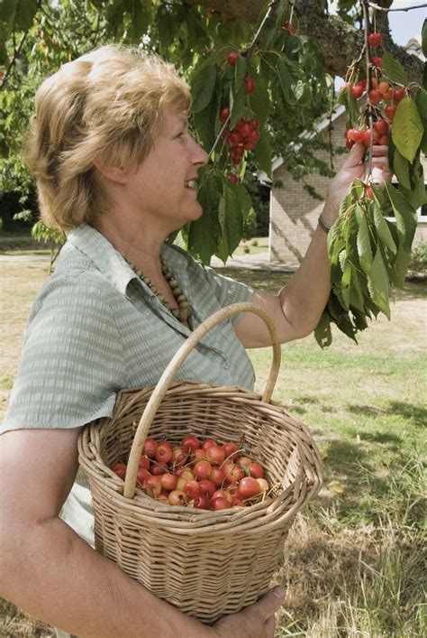 Cherry picking time | Photographer, Michael, Cherry picking