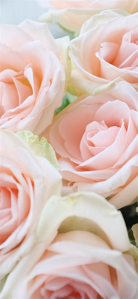 Download wallpaper 1125x2436 light pink, roses, bouquet, iphone x ...