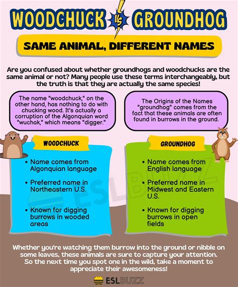 Woodchuck vs. Groundhog: Differences and Similarities Between These Furry Creatures - ESLBUZZ