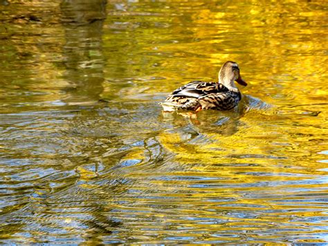 Duck Reflection Photograph by Michael Wickham - Fine Art America