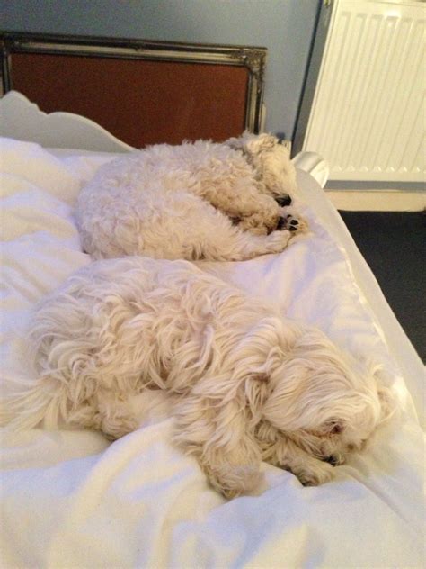 Sleepy Puppies Maltese | Teacup puppies maltese, Miniature dogs, Maltese dogs