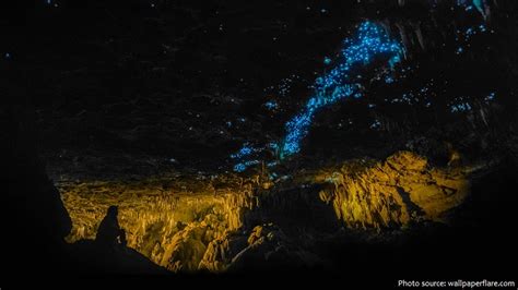 waitomo glowworm caves – Just Fun Facts