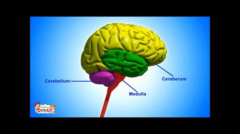 Main Parts Of The Brain And Functions