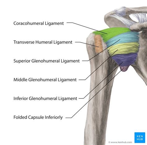 ligament of shoulder joint - بحث Google‏ | Joint, Capsule, Shoulder joint