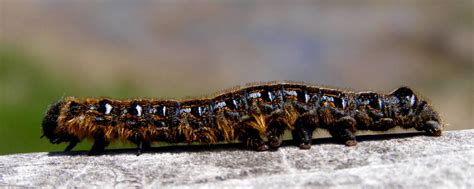 Tent Caterpillar by CaducaNix on DeviantArt