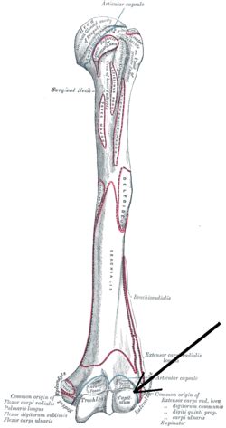 Capitulum of the humerus - Wikipedia