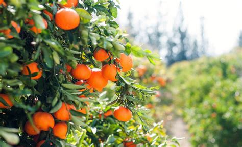 16 Fastest Growing Fruit Trees For Your Garden Orchard