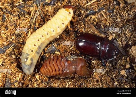 European rhinoceros beetle (Oryctes nasicornis), larva; pupae and Stock Photo, Royalty Free ...