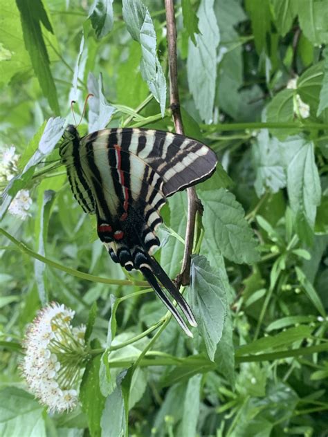 Pawpaw tasting parties aim to educate on Zebra Swallowtail habitat restoration - Grow Pittsburgh